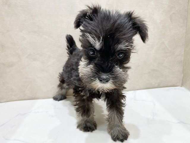 静岡県のミニチュアシュナウザー (ペッツファースト富士宮店/2025年12月25日生まれ/男の子/ブラックシルバー)の子犬の1枚目の画像