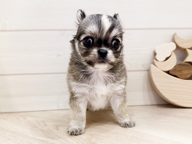 東京都のチワワ(ロング) (ペッツファースト麻布十番店/2025年12月26日生まれ/男の子/フォーンホワイト)の子犬の1枚目の画像