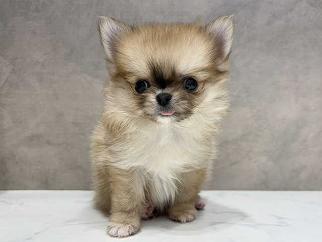 大阪府のポメチワ/チワポメ/ポメチー(ポメラニアン×チワワ) (ペッツファースト心斎橋本店/2025年12月26日生まれ/女の子/オレンジマール)の子犬の1枚目の画像