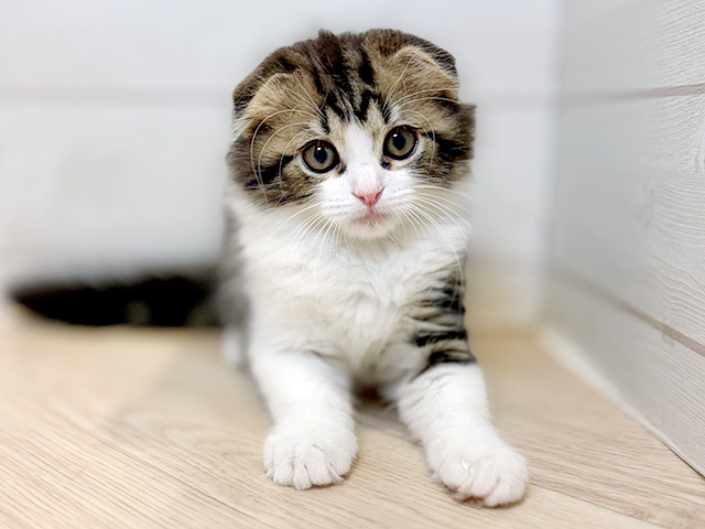 神奈川県のスコティッシュフォールド (ペッツファースト川崎店/2025年12月20日生まれ/男の子/ブラウンタビーホワイト)の子猫の1枚目の画像