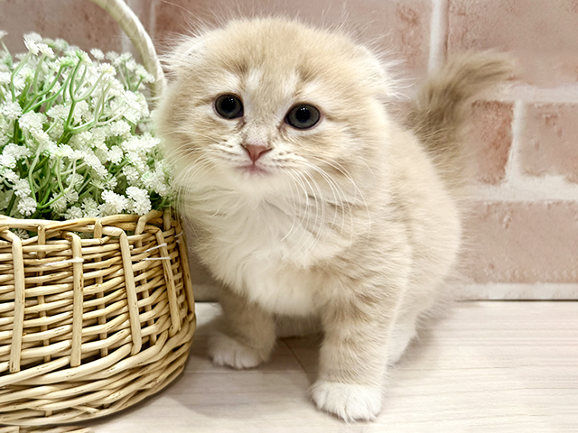 大阪府のスコティッシュフォールド (ペッツファースト北心斎橋店/2025年12月24日生まれ/女の子/クリームタビーホワイト)の子猫の1枚目の画像