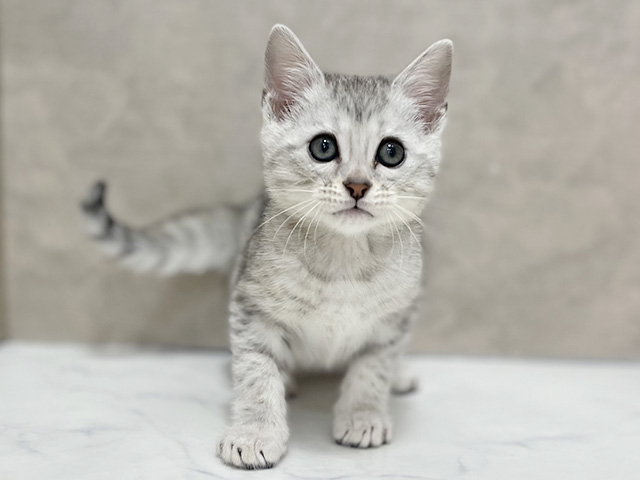 東京都のエジプシャンマウ (ペッツファースト池袋店/2025年12月22日生まれ/男の子/シルバー)の子猫の1枚目の画像