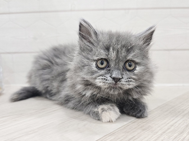 東京都のサイベリアン (ペッツファースト吉祥寺サンロード店/2025年12月24日生まれ/女の子/ブルークリーム)の子猫の1枚目の画像