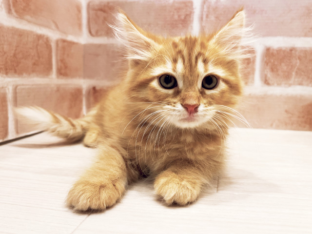 東京都のサイベリアン (ペッツファースト広尾店/2025年12月17日生まれ/女の子/レッドタビー)の子猫の1枚目の画像