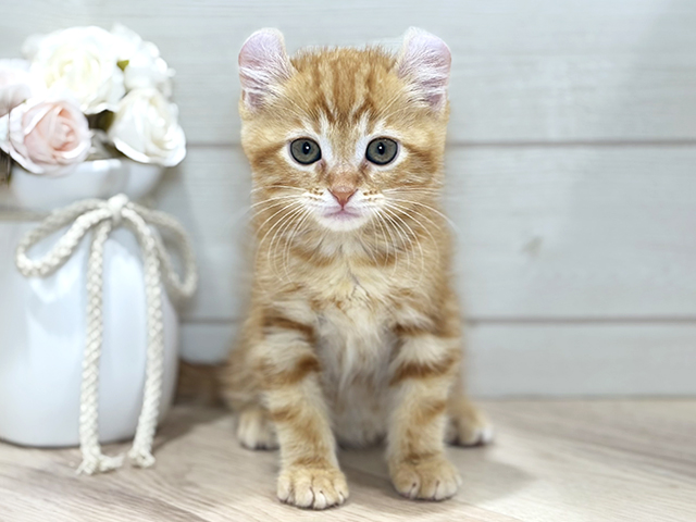 東京都のアメリカンカール (ペッツファースト吉祥寺本店/2025年12月20日生まれ/男の子/レッドタビー)の子猫の1枚目の画像