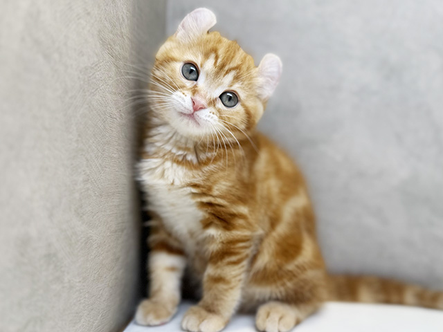 埼玉県のアメリカンカール (ペッツファースト川口店/2025年12月20日生まれ/女の子/レッドタビー)の子猫の1枚目の画像