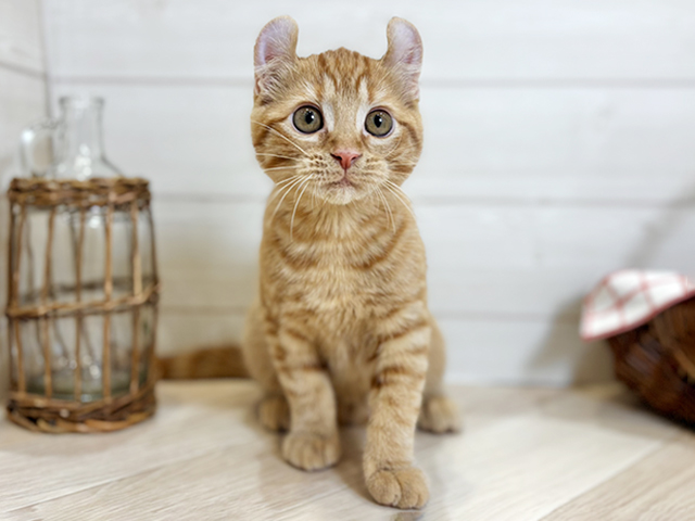 東京都のアメリカンカール (ペッツファースト昭島店/2025年12月16日生まれ/女の子/レッドタビー)の子猫の1枚目の画像