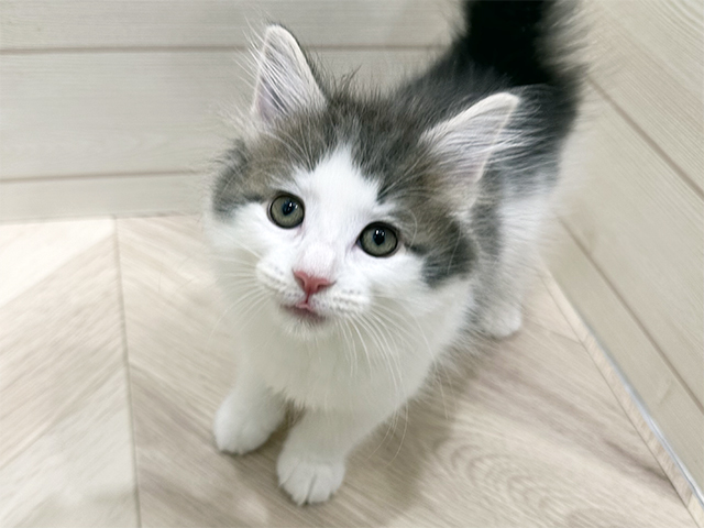 ノルウェージャンフォレストキャット