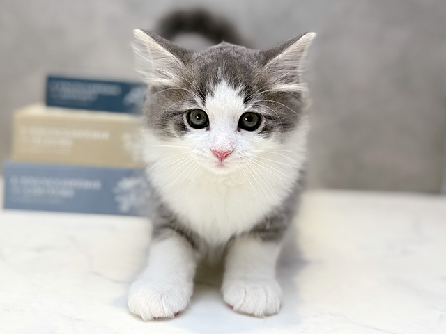 埼玉県のノルウェージャンフォレストキャット (ペッツファースト川口店/2025年12月19日生まれ/男の子/ブルータビーホワイト)の子猫