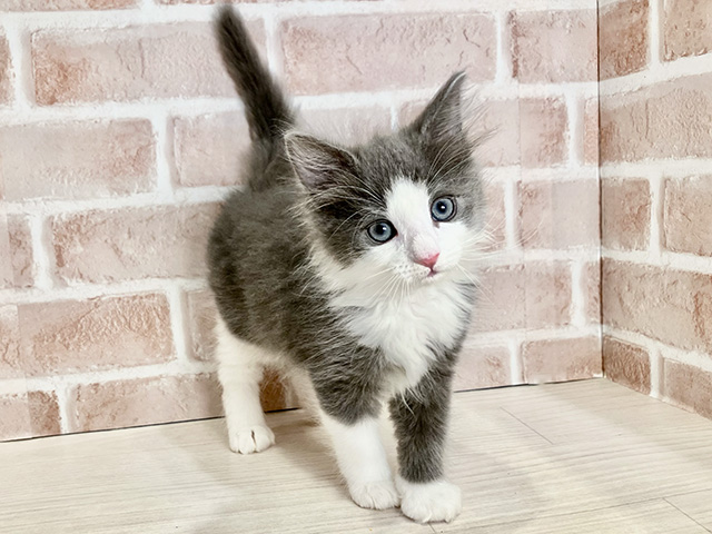 ノルウェージャンフォレストキャット