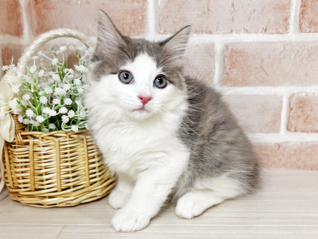 広島県のノルウェージャンフォレストキャット (ペッツファースト広島本通店/2025年12月19日生まれ/男の子/ブルータビーホワイト)の子猫の1枚目の画像