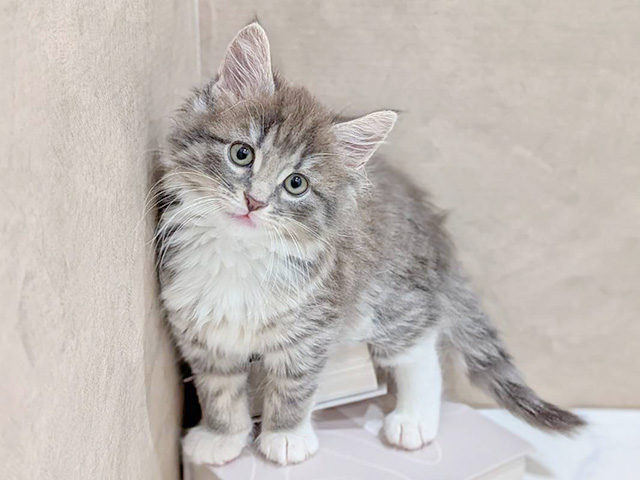 ノルウェージャンフォレストキャット