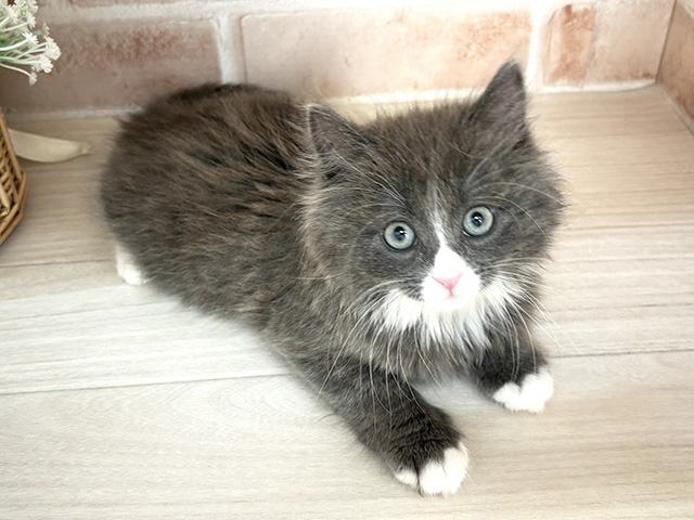 ノルウェージャンフォレストキャット, 性別 女の子, 誕生日 2025/12/20, 毛色 ブルータビーホワイト, 出身 東京都, 店舗 千葉ニュータウン店(千葉県), お問い合わせ番号 2510278