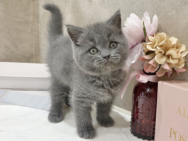 東京都のブリティッシュショートヘアー (ペッツファースト新宿店/2025年12月21日生まれ/男の子/ブルー)の子猫の1枚目の画像