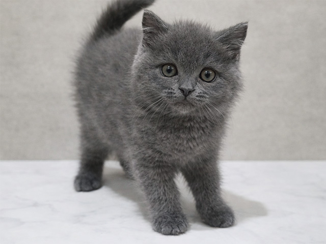 東京都のブリティッシュショートヘアー (ペッツファースト中野店/2025年12月21日生まれ/女の子/ブルー)の子猫の1枚目の画像