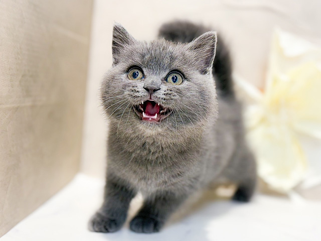 東京都のブリティッシュショートヘアー (ペッツファースト恵比寿店/2025年12月21日生まれ/男の子/ブルー)の子猫の1枚目の画像