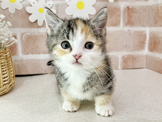 東京都のマンチカン (ペッツファーストお台場店/2025年12月24日生まれ/女の子/トーティーシェルホワイト)の子猫