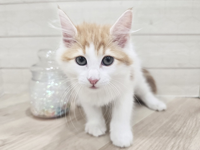 ノルウェージャンフォレストキャット