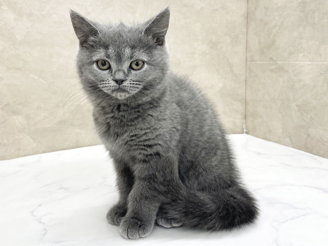 東京都のブリティッシュショートヘアー (ペッツファースト八王子多摩美大前店/2025年12月17日生まれ/女の子/ブルー)の子猫の1枚目の画像