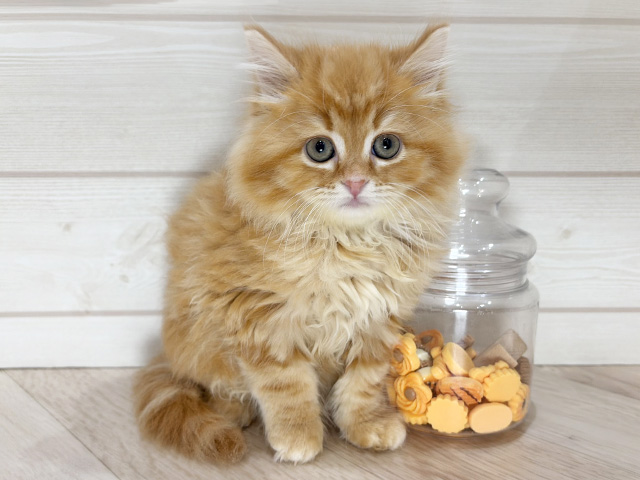 兵庫県のミヌエット (ペッツファースト神戸元町店/2025年12月23日生まれ/女の子/レッドタビー)の子猫の1枚目の画像