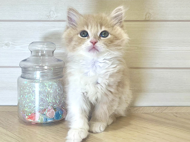 大阪府のラガマフィン (ペッツファーストららぽーと門真店/2025年12月19日生まれ/女の子/クリームタビーホワイト)の子猫