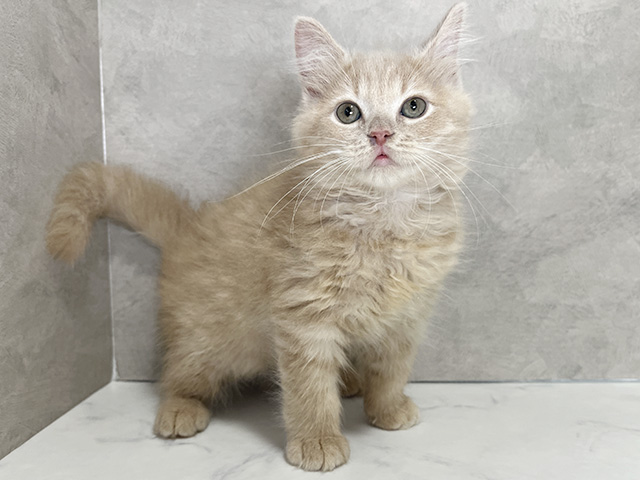 千葉県のサイベリアン (ペッツファースト稲毛店/2025年12月17日生まれ/男の子/クリームタビー)の子猫