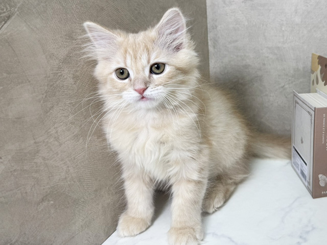 愛知県のサイベリアン (ペッツファースト名古屋南店/2025年12月17日生まれ/男の子/クリームタビー)の子猫の1枚目の画像