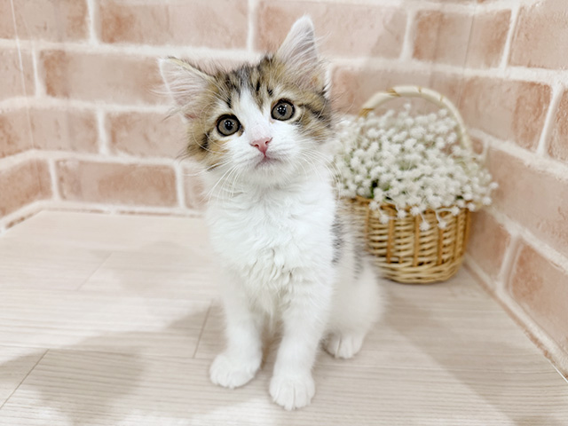 神奈川県のメインクーン (ペッツファーストfor cats横浜元町店/2025年12月18日生まれ/女の子/ブラウンパッチドタビーホワイト)の子猫の1枚目の画像