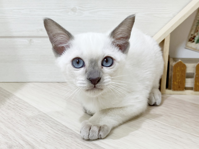 鳥取県のトンキニーズ (ペッツファースト日吉津店/2025年12月18日生まれ/男の子/プラチナポイント)の子猫の1枚目の画像