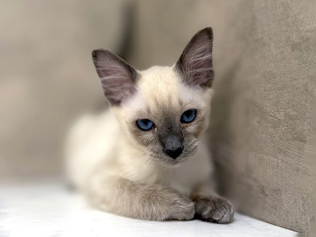 東京都のオリエンタルロングヘア (ペッツファーストららぽーと立川立飛店/2025年12月16日生まれ/男の子/ブルーポイント)の子猫の1枚目の画像