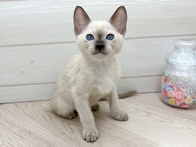 東京都のオリエンタルショートヘアー (ペッツファースト渋谷店/2025年12月24日生まれ/男の子/フォーン)の子猫の1枚目の画像