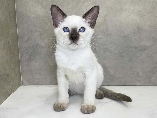東京都のトンキニーズ (ペッツファーストfor cats武蔵小山店/2025年12月15日生まれ/女の子/ナチュラルポイント)の子猫の1枚目の画像