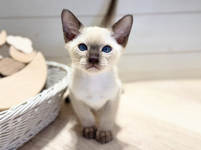 群馬県のトンキニーズ (ペッツファースト高崎店/2025年12月17日生まれ/男の子/チョコレートポイント)の子猫の1枚目の画像