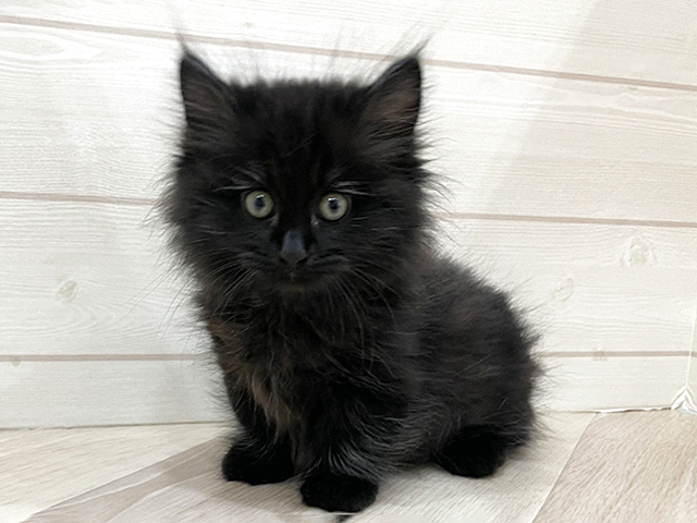 福岡県のミヌエット (ペッツファースト福岡天神店/2025年12月23日生まれ/男の子/ブラックスモーク)の子猫の1枚目の画像