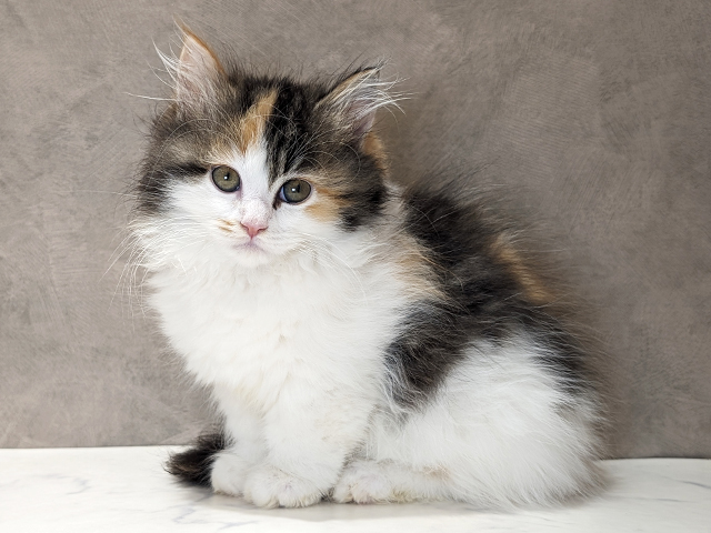 京都府のミヌエット (ペッツファースト京都四条河原町店/2025年12月22日生まれ/女の子/キャリコ)の子猫の1枚目の画像