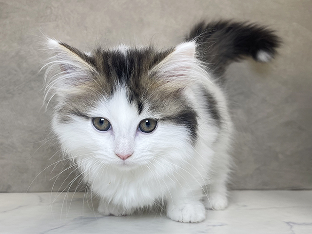 埼玉県のミヌエット (ペッツファーストPETEMOレイクタウンmori店/2025年12月22日生まれ/男の子/ブラウンタビーホワイト)の子猫の1枚目の画像