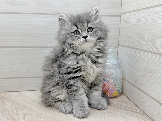 東京都のサイベリアン (ペッツファースト渋谷店/2025年12月25日生まれ/男の子/ブルータビー)の子猫の1枚目の画像