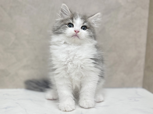 東京都のサイベリアン (ペッツファースト池袋店/2025年12月25日生まれ/男の子/ブルータビーホワイト)の子猫の1枚目の画像