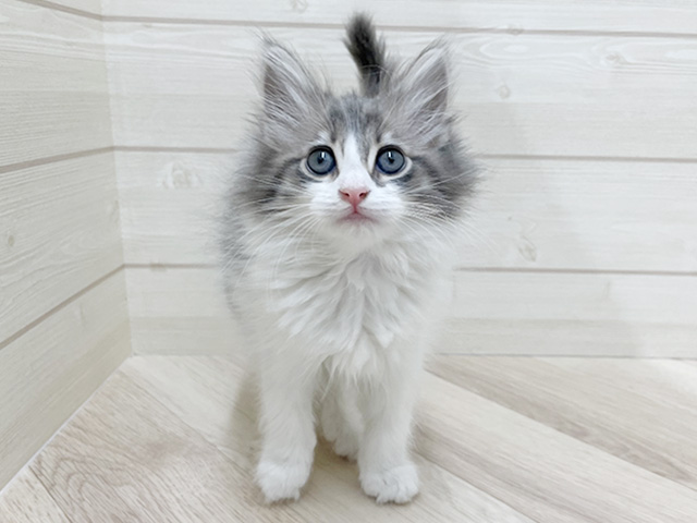 埼玉県のノルウェージャンフォレストキャット (ペッツファースト上尾店/2025年12月25日生まれ/女の子/ブルータビーホワイト)の子猫