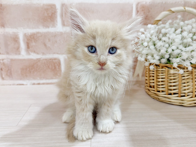 神奈川県のノルウェージャンフォレストキャット (ペッツファーストfor cats横浜元町店/2025年12月26日生まれ/男の子/クリームタビー)の子猫の1枚目の画像