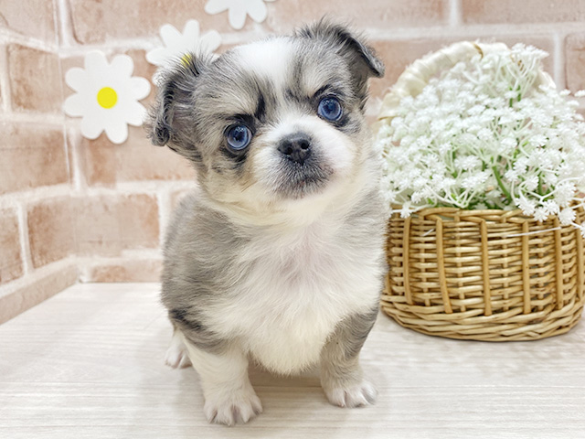 福岡県のチワペキ/ペキチー/ペキチワ(チワワ×ペキニーズ) (ペッツファースト筑紫野店/2025年12月26日生まれ/男の子/ブルーマール)の子犬の1枚目の画像