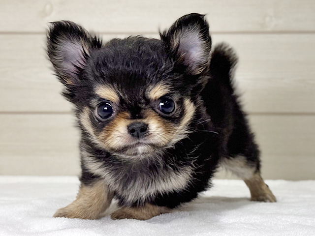 大阪府のチワワ(ロング) (ペッツファースト梅田店/2025年12月25日生まれ/女の子/ブラックタン)の子犬の1枚目の画像