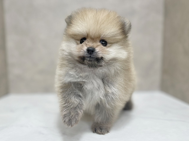 東京都のポメチワ/チワポメ/ポメチー(ポメラニアン×チワワ) (ペッツファースト池袋店/2025年12月26日生まれ/男の子/クリームセーブル)の子犬の1枚目の画像