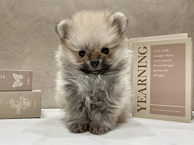 奈良県のポメチワ/チワポメ/ポメチー(ポメラニアン×チワワ) (ペッツファースト橿原店/2025年12月26日生まれ/女の子/クリームセーブル)の子犬の1枚目の画像