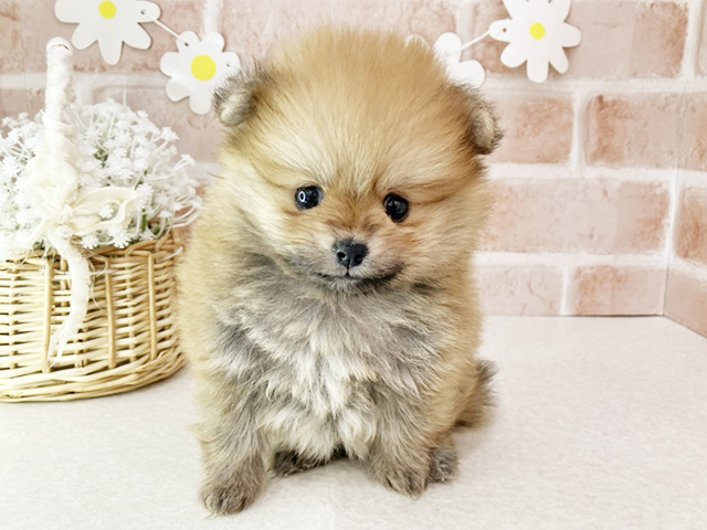 東京都のポメチワ/チワポメ/ポメチー(ポメラニアン×チワワ) (ペッツファーストお台場店/2025年12月26日生まれ/女の子/オレンジ)の子犬