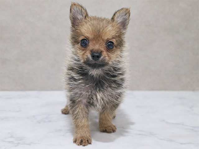 東京都のポメキー(ポメラニアン×ヨークシャーテリア) (ペッツファースト中野店/2025年12月25日生まれ/女の子/オレンジセーブル)の子犬の1枚目の画像