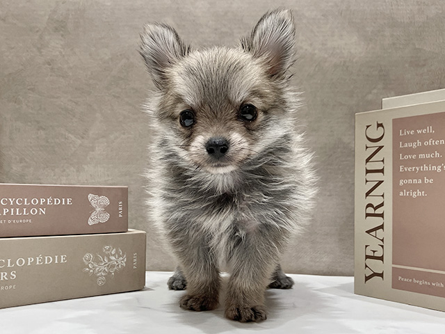 奈良県のポメキー(ポメラニアン×ヨークシャーテリア) (ペッツファースト橿原店/2025年12月25日生まれ/女の子/オレンジセーブル)の子犬の1枚目の画像