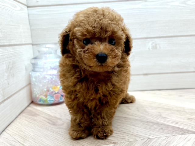 トイプードル(タイニー), 性別 男の子, 誕生日 2025/12/25, 毛色 レッド, 出身 栃木県, 店舗 渋谷店(東京都), お問い合わせ番号 2510344