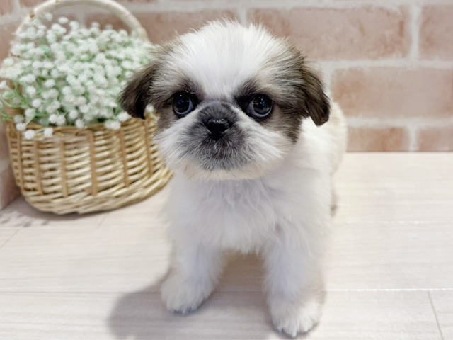 神奈川県のペキシーズー/ペキズー(ペキニーズ×シーズー) (ペッツファースト横浜元町店/2025年12月25日生まれ/女の子/ホワイトゴールド)の子犬の1枚目の画像