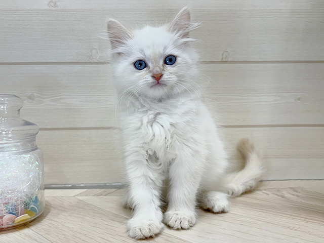 ネヴァマスカレード, 性別 男の子, 誕生日 2025/12/26, 毛色 クリームリンクスポイントホワイト, 出身 東京都, 店舗 ららぽーと門真店(大阪府), お問い合わせ番号 2510348